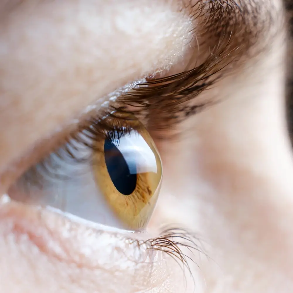 Healthy human eye.