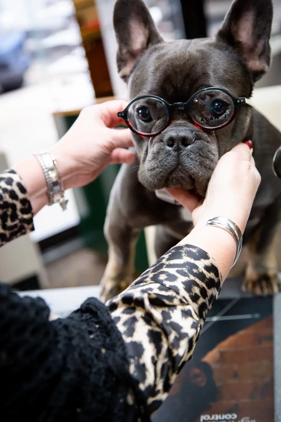 One of our patient's beloved pets trying on eyeglasses!