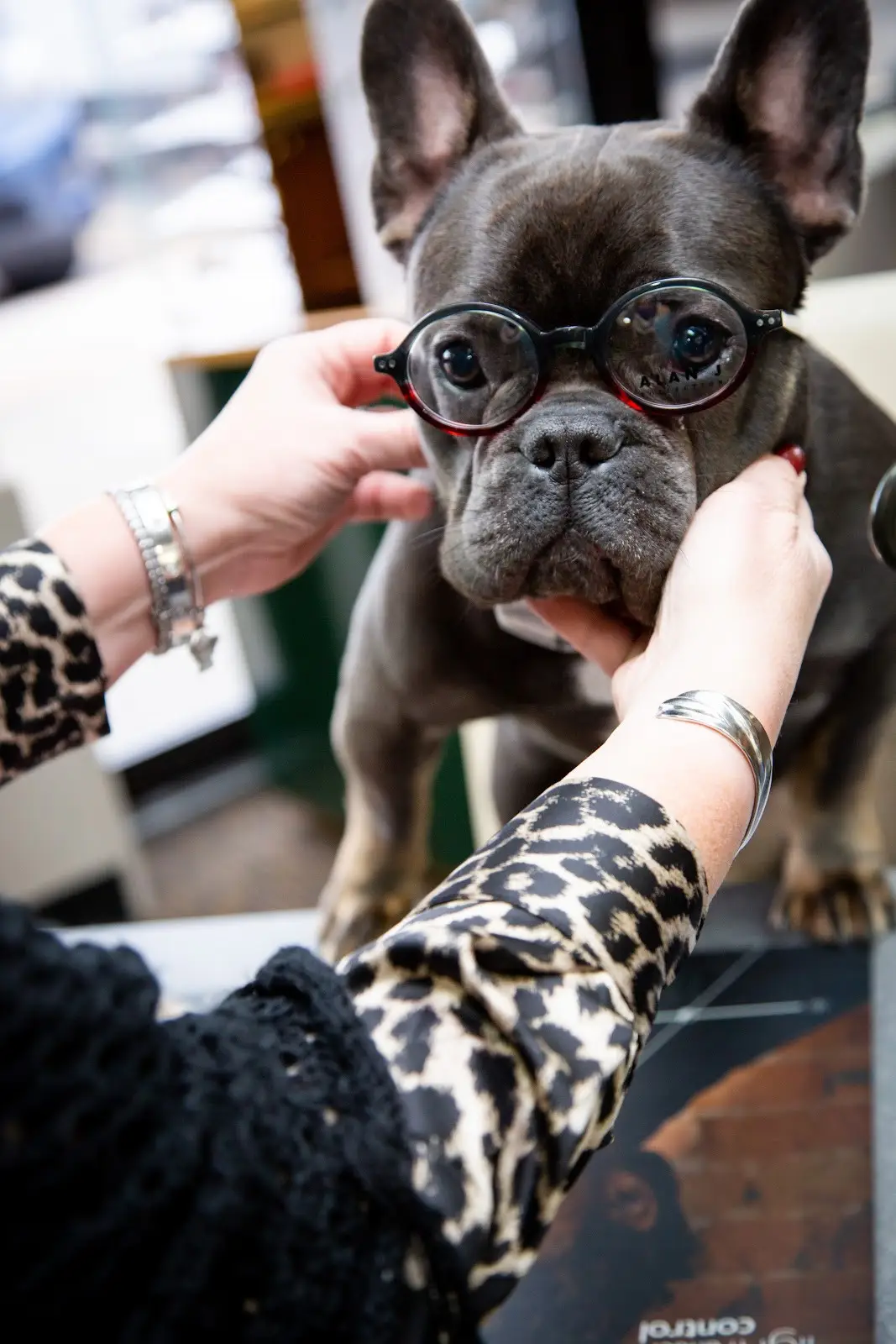 One of our patient's beloved pets trying on eyeglasses!