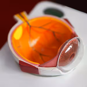 Image of a cross-section of a human eye model with detailed anatomy visible