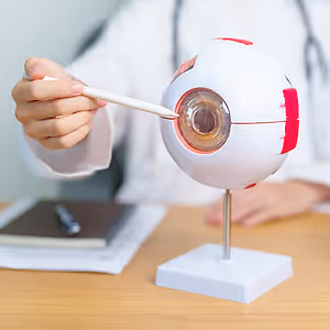 A doctor is demonstrating the anatomy of the eye with a model using a white pen.