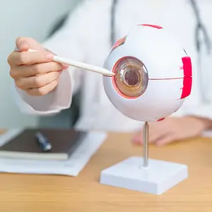 A doctor is using a pen to point to an eye model