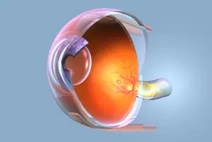 Illustration of the human eye with visible lens, iris, and retina