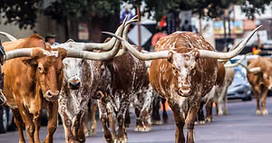 A group of brown and white Texas Longhorn cattle walking down a street.