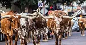 A group of brown and white Texas Longhorn cattle walking down a street.