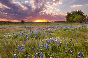 A wide field of bluebonnets under a setting sun with a cloudy sky