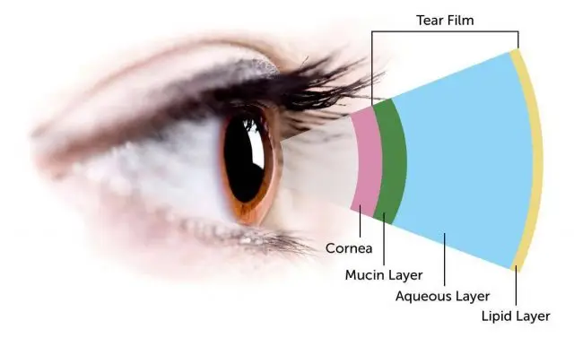 Layers of the tear film over the cornea of the eye