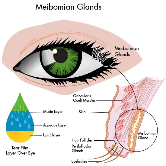 An illustration of the human eye showing the Meibomian glands and the tear film layers.