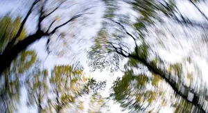 A filtered photo of trees with a spiral effect that seems to be taken from the bottom of the trees.