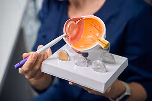 Eye model showing the anatomy of the eye, including the lens and retina.