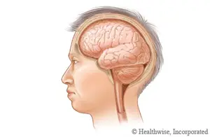 Illustration of a human head showing the brain and spinal cord.