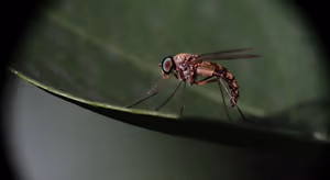 mosquito 640x350 1