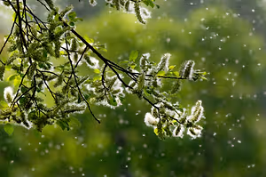 Tree branches with white cottony flowers are swaying in the wind in a forest area, with small white specks falling from them.