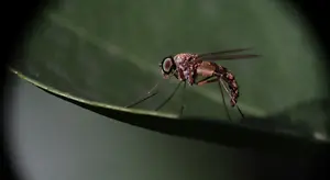 mosquito 640x350 1